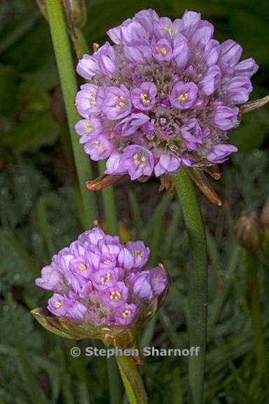 armeria maritima ssp californica 2 graphic